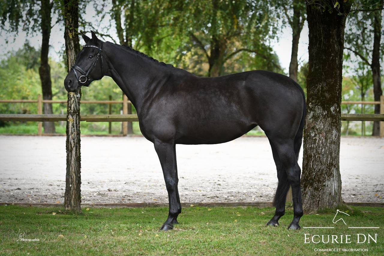 Yegua KWPN Caballo de Deporte Neerland&eacute;s En venta 2019 Negro por Blue Hors Zackerey 