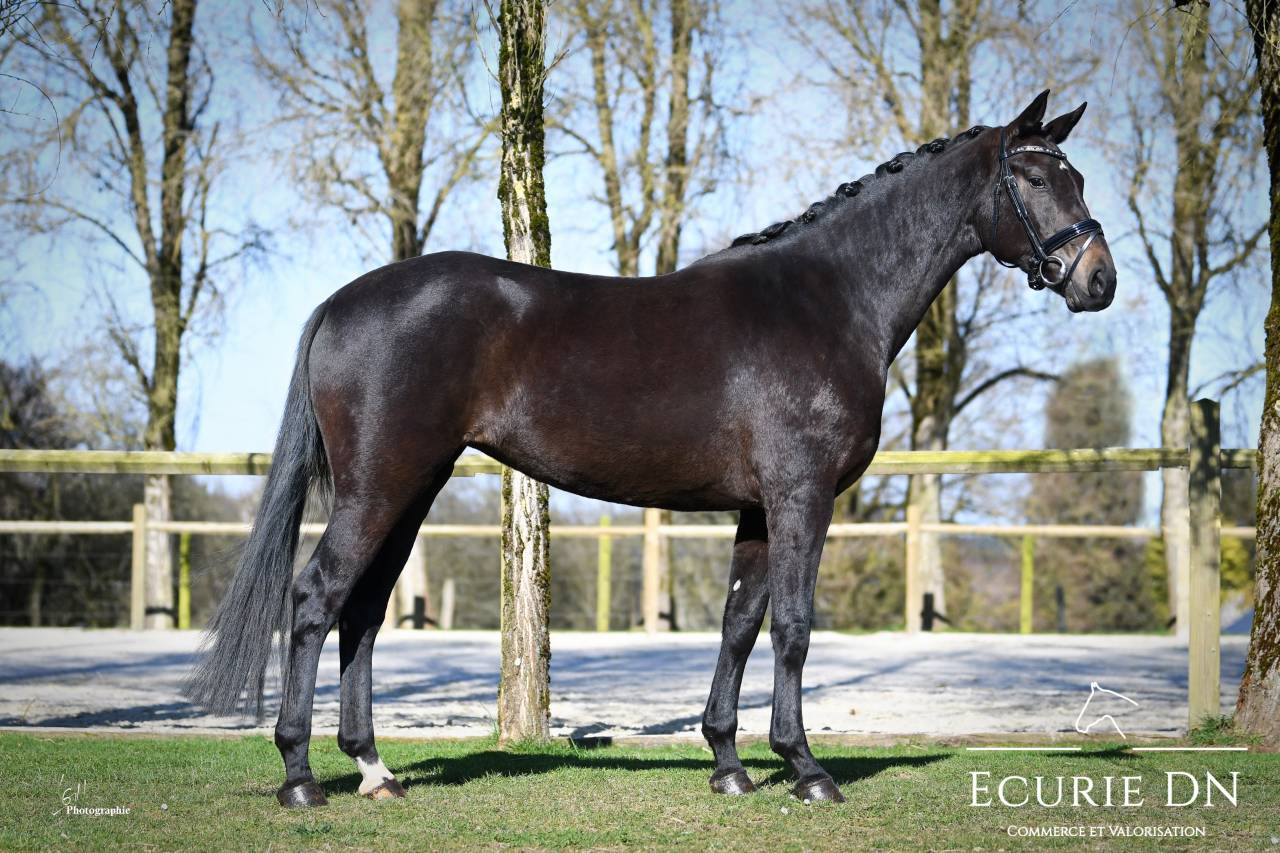 Yegua Oldenburgu&eacute;s En venta 2021 Negro por BERNAY