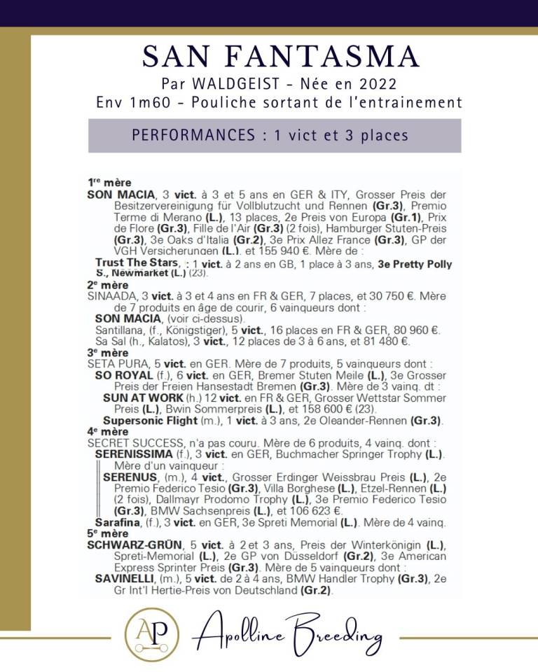 Yegua Pura Sangre En venta 2022 Bayo