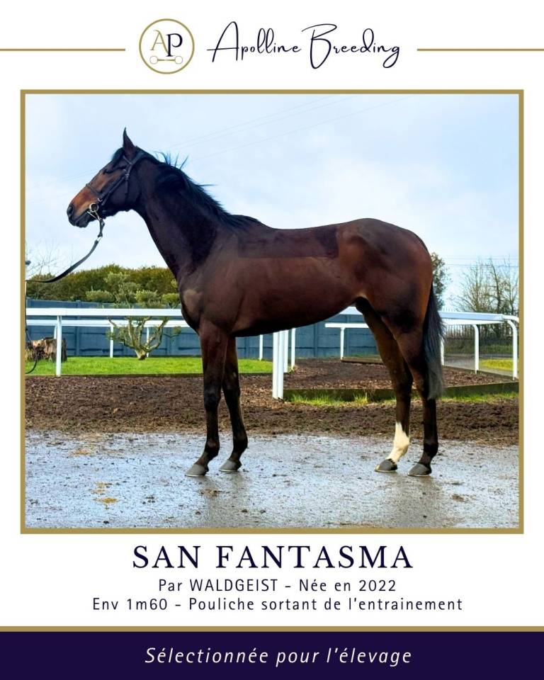 Yegua Pura Sangre En venta 2022 Bayo