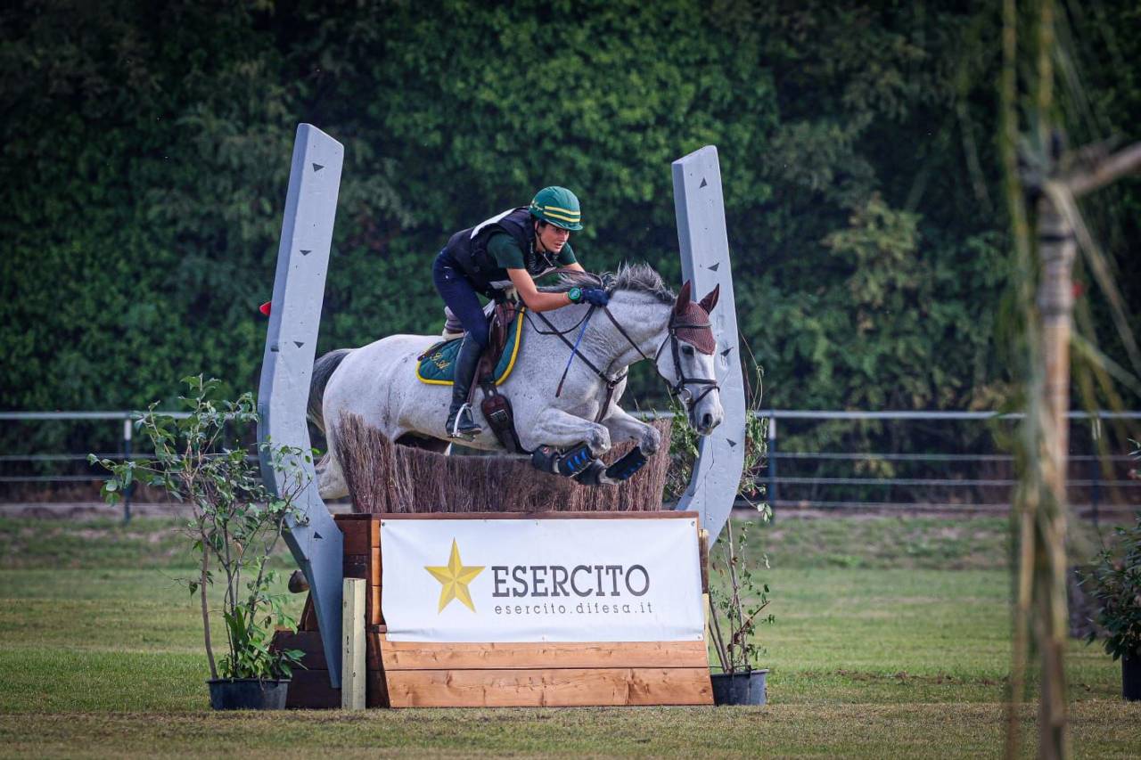 Caballo castrado Caballo de Deporte Irland&eacute;s En venta 2010 Tordo