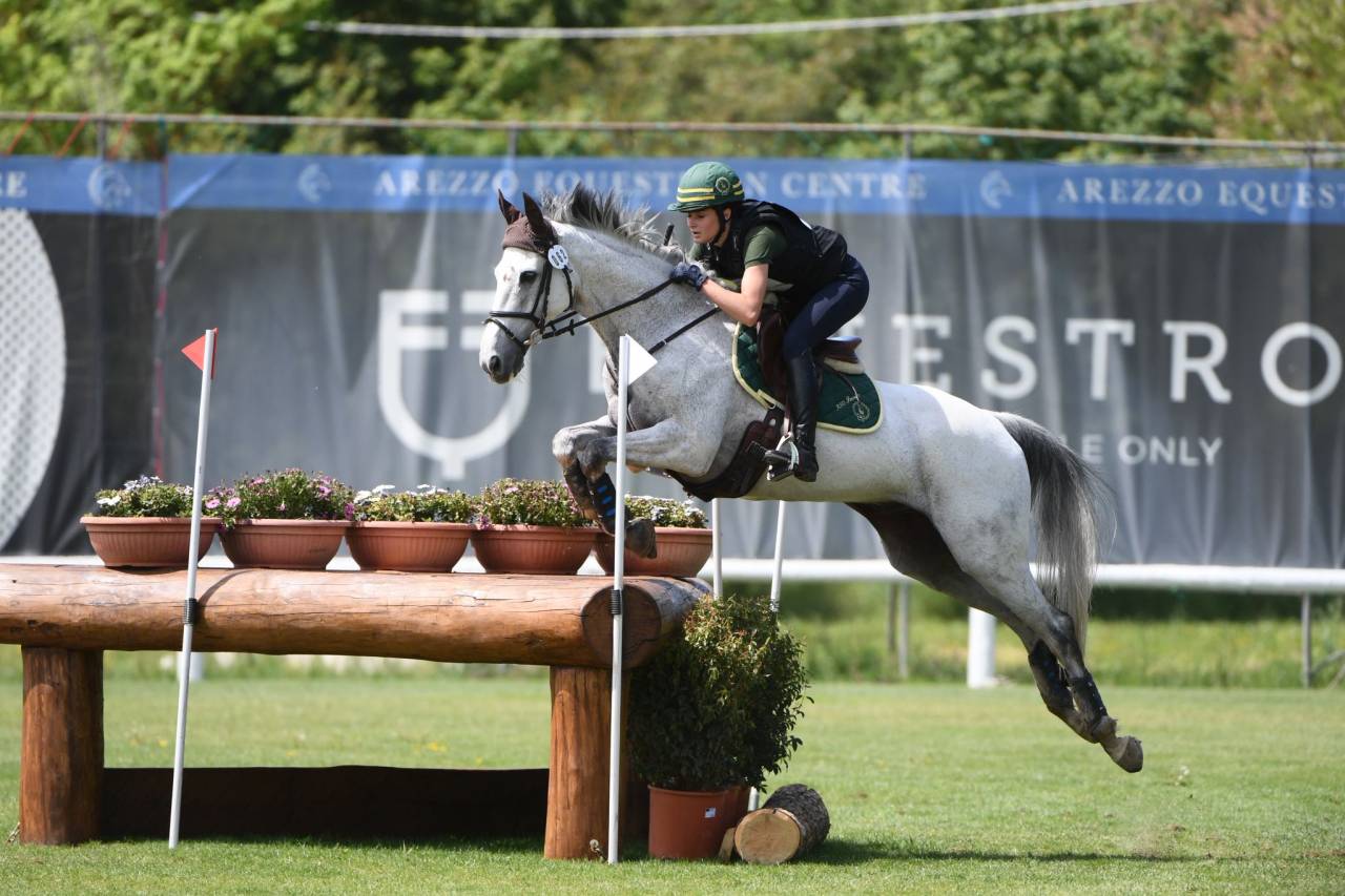 Caballo castrado Caballo de Deporte Irland&eacute;s En venta 2010 Tordo