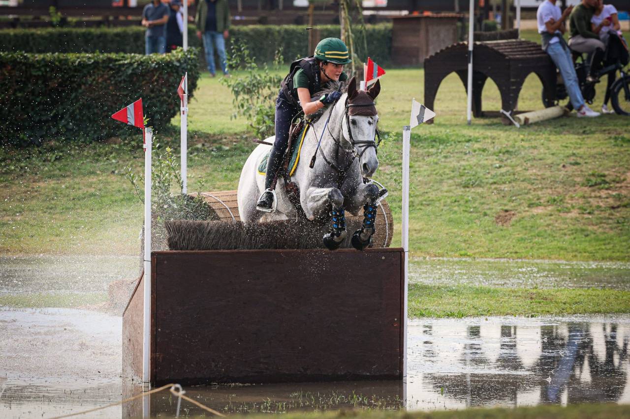 Caballo castrado Caballo de Deporte Irland&eacute;s En venta 2010 Tordo