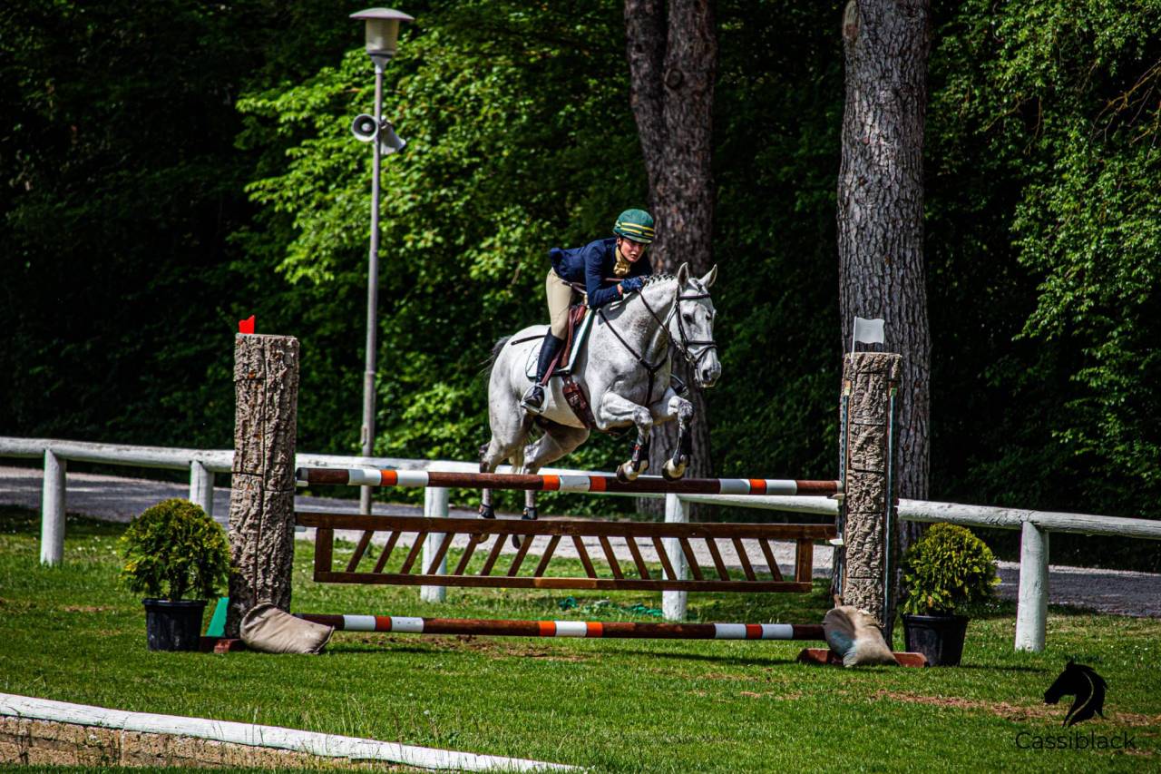 Caballo castrado Caballo de Deporte Irland&eacute;s En venta 2010 Tordo