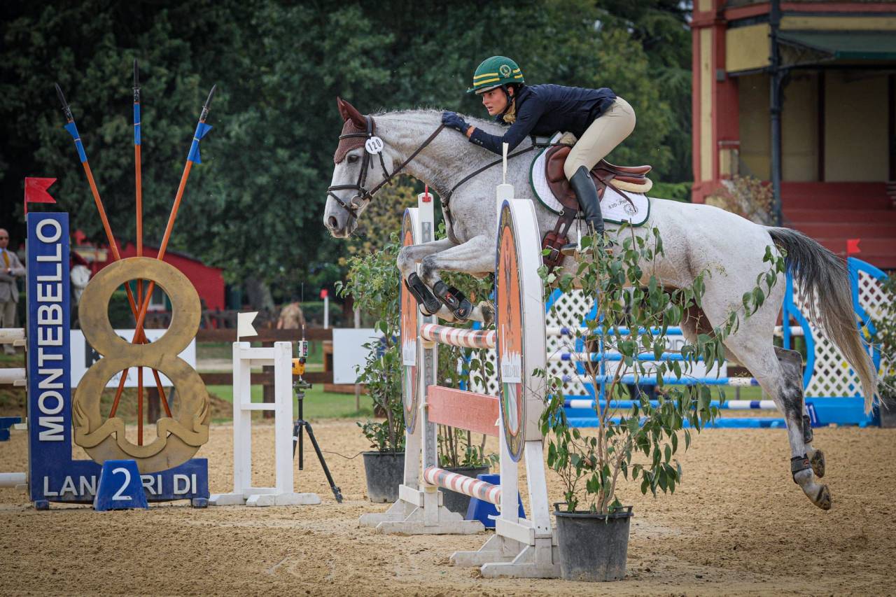 Caballo castrado Caballo de Deporte Irland&eacute;s En venta 2010 Tordo