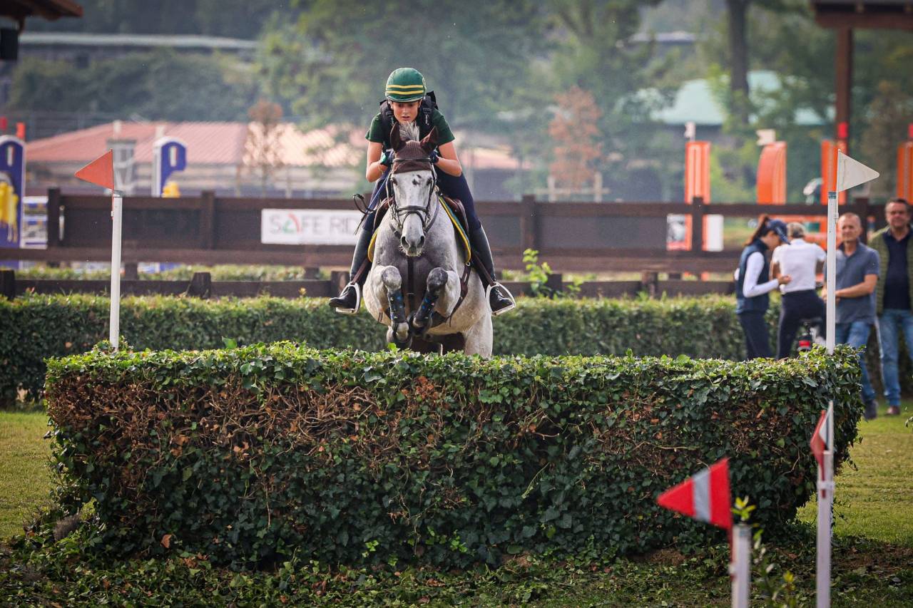 Caballo castrado Caballo de Deporte Irland&eacute;s En venta 2010 Tordo