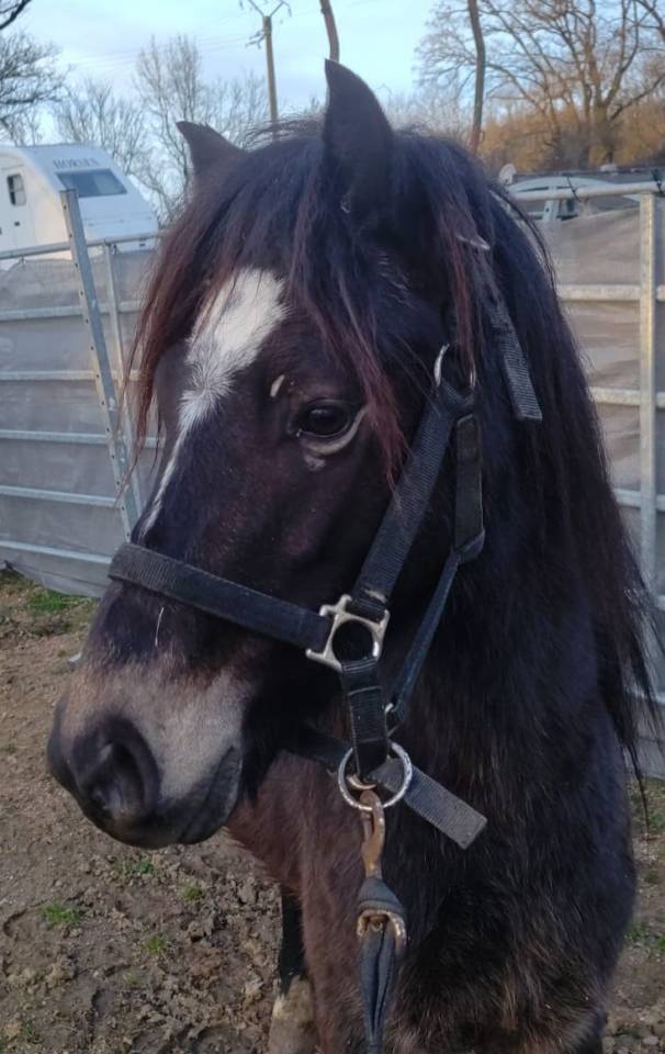 Caballo castrado New Forest En venta 2022 Isabelo por ERYOPS D'ARQUETAN