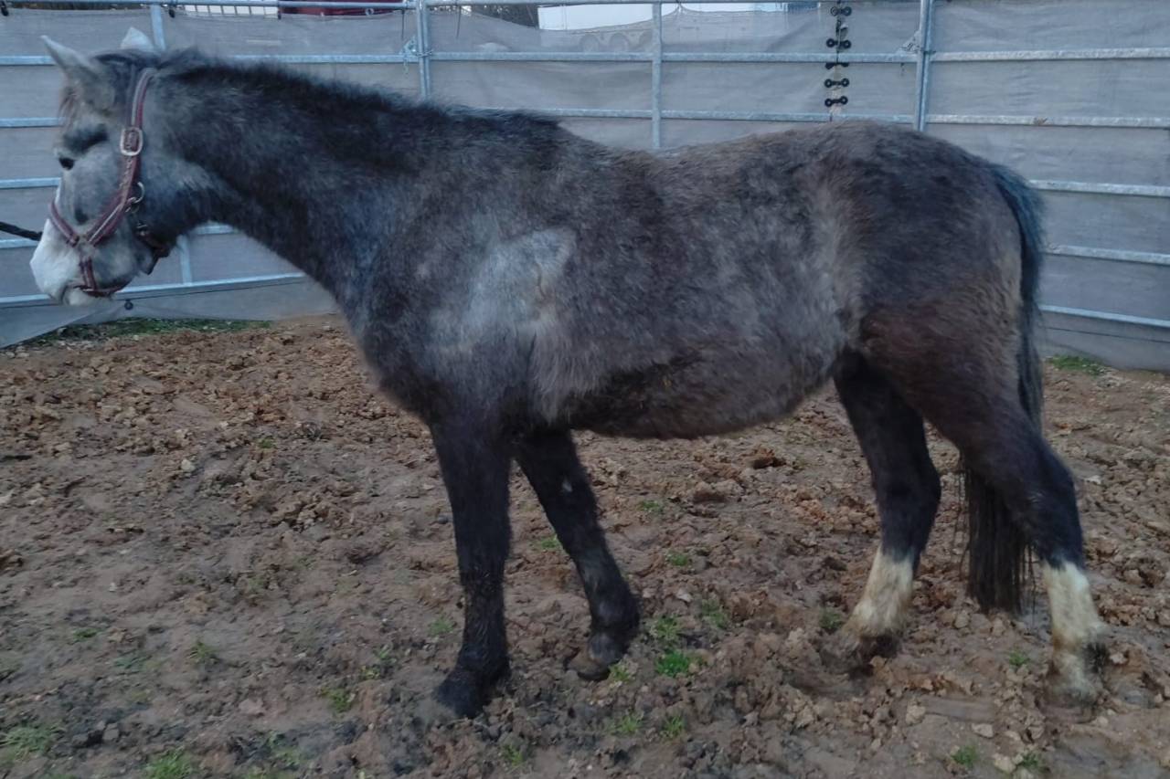 Caballo castrado PFS Poni Fran&ccedil;&eacute;s de Silla En venta 2022 Tordo por RABOLIOT D'ARQUETAN