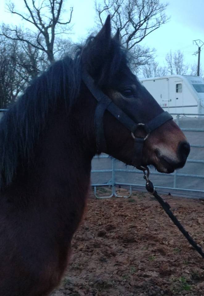 Yegua New Forest En venta 2022 Bayo por FURY D'ARQUETAN