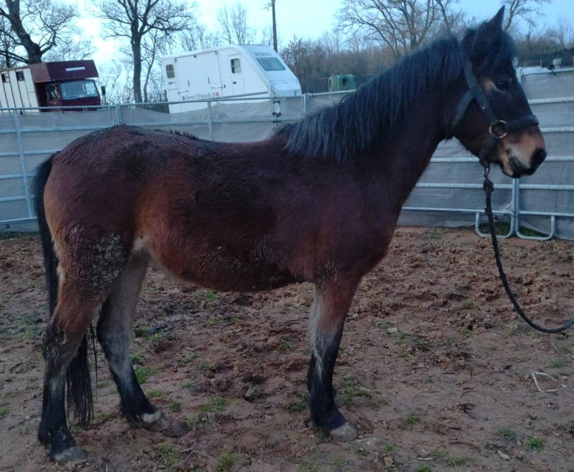 Yegua New Forest En venta 2022 Bayo por FURY D'ARQUETAN