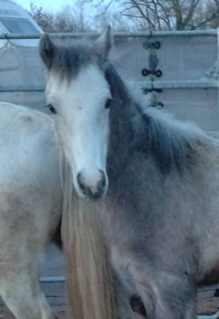 Potro PFS Poni Fran&ccedil;&eacute;s de Silla En venta 2025 Isabelo por JUST CREAM AND LAYS