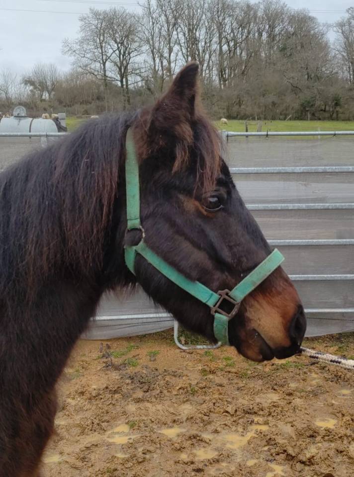 Caballo castrado New Forest En venta 2022 Bayo moreno por BIRKILDS INIESTA (DNK)