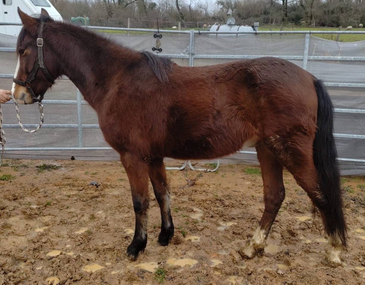 Caballo castrado New Forest En venta 2022 Bayo por BIRKILDS BALBOA (DNK)