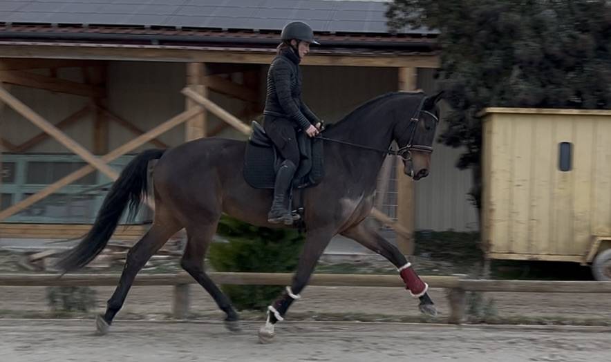 Caballo castrado Oldenburgu&eacute;s En venta 2021 Bayo por Vivino