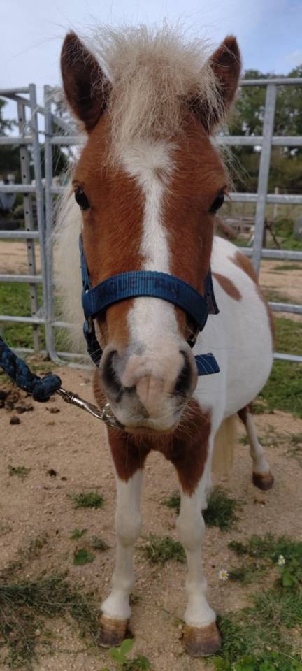 Yegua Origine Constat&eacute;e En venta 2022 P&iacute;o por SLOUP STARQUETAN