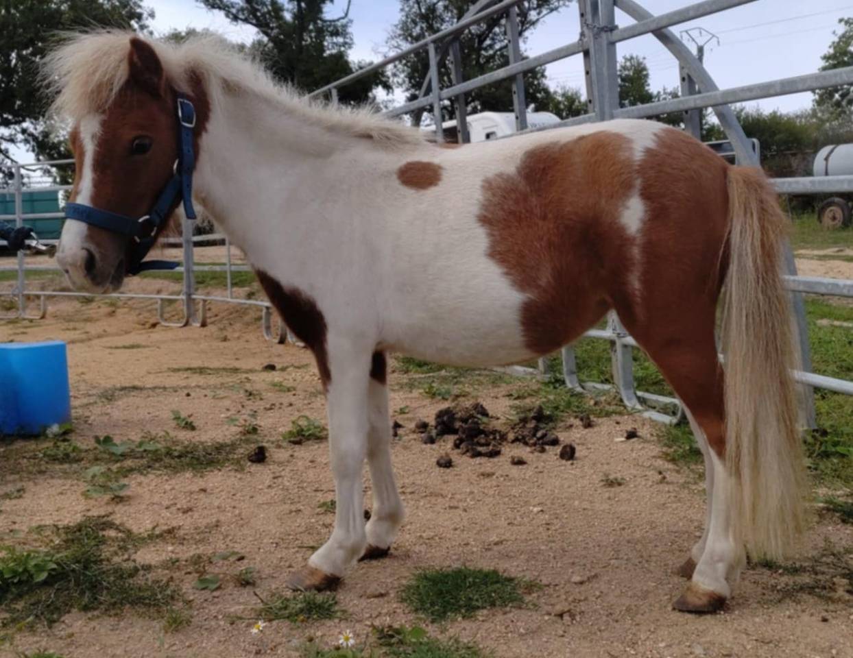 Yegua Origine Constat&eacute;e En venta 2022 P&iacute;o por SLOUP STARQUETAN