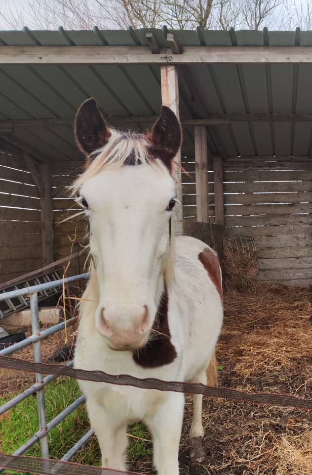 Potro Origen No Constatado En venta 2024 P&iacute;o