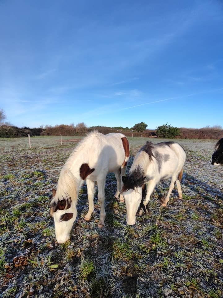 Potro Origen No Constatado En venta 2024 P&iacute;o