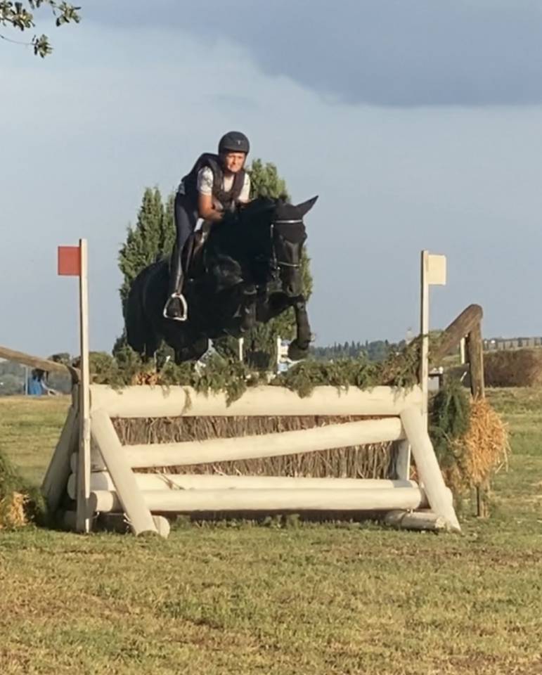 Semental Poni de Silla Ingl&eacute;s En venta 2026 Bayo moreno