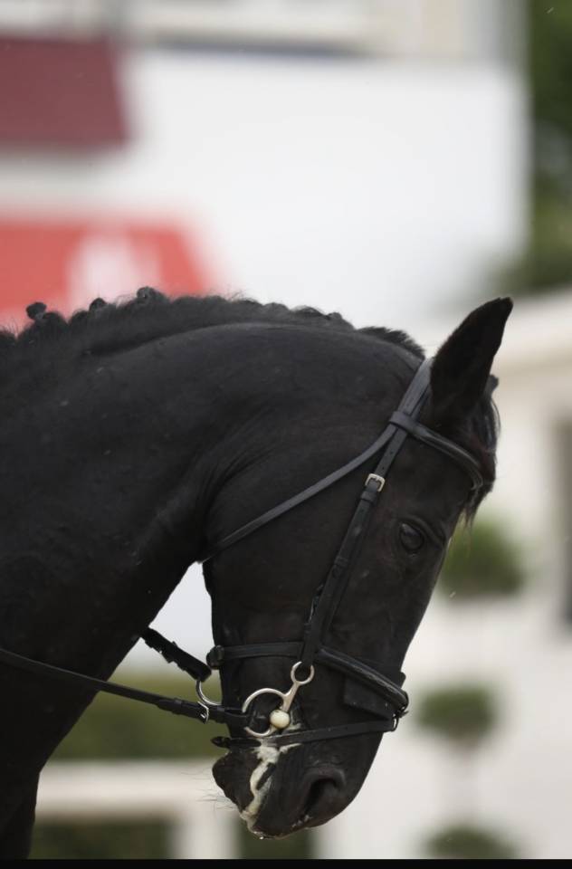 Semental Poni de Silla Ingl&eacute;s En venta 2026 Bayo moreno