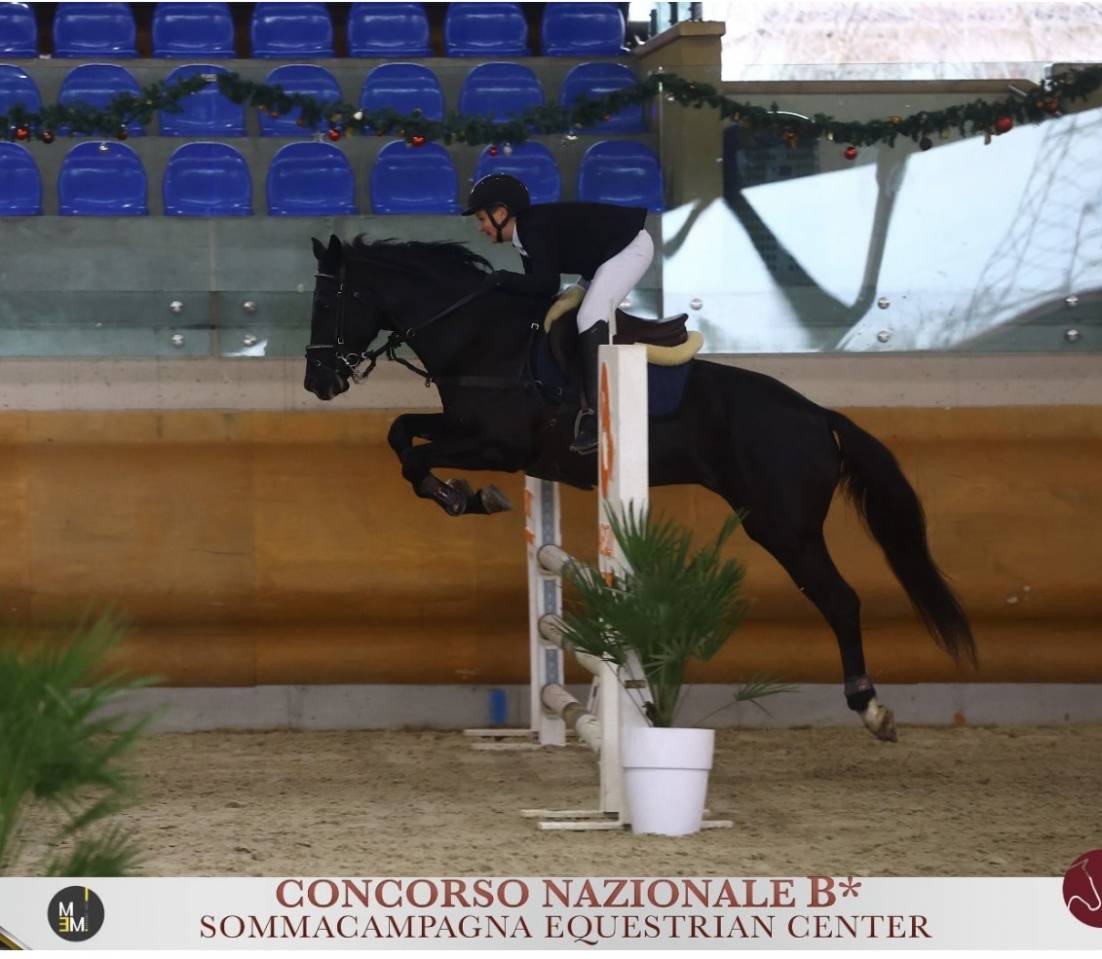 Semental Poni de Silla Ingl&eacute;s En venta 2026 Bayo moreno