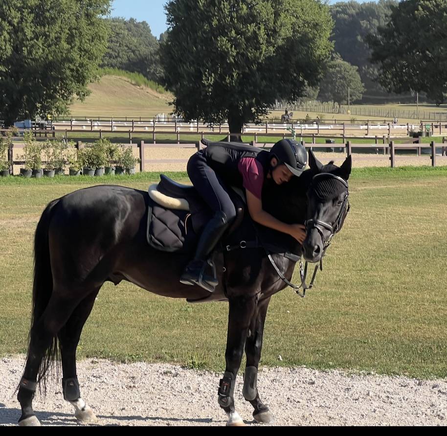 Semental Poni de Silla Ingl&eacute;s En venta 2026 Bayo moreno