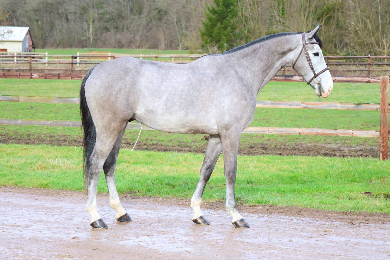 Caballo castrado Zangersheide En venta 2021 Tordo por JAWBREAKER