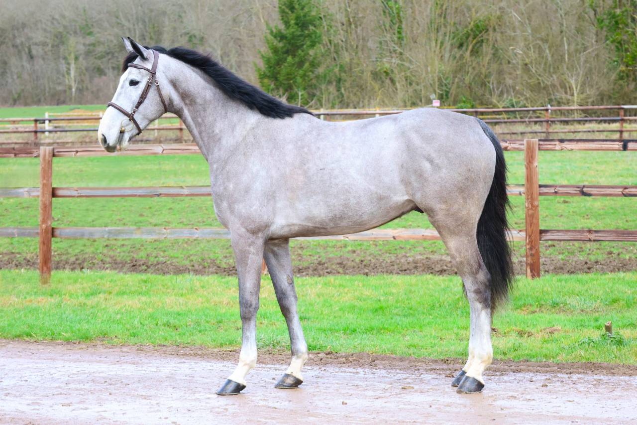 Caballo castrado Zangersheide En venta 2021 Tordo por JAWBREAKER