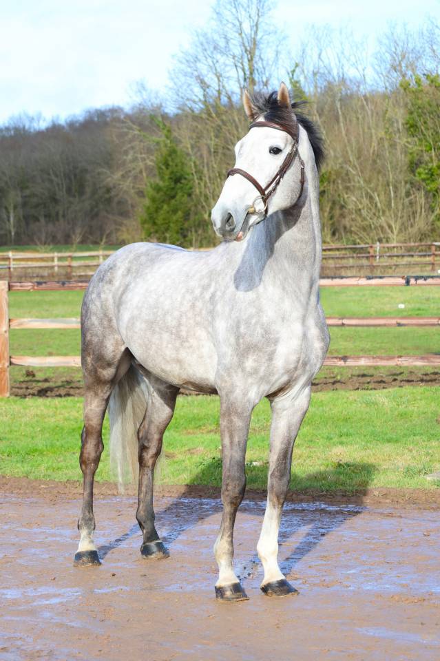 Caballo entero Zangersheide En venta 2021 Tordo por JAWBREAKER