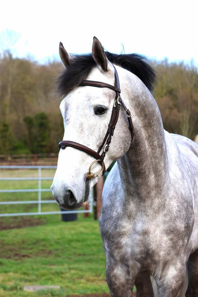 Caballo entero Zangersheide En venta 2021 Tordo por JAWBREAKER