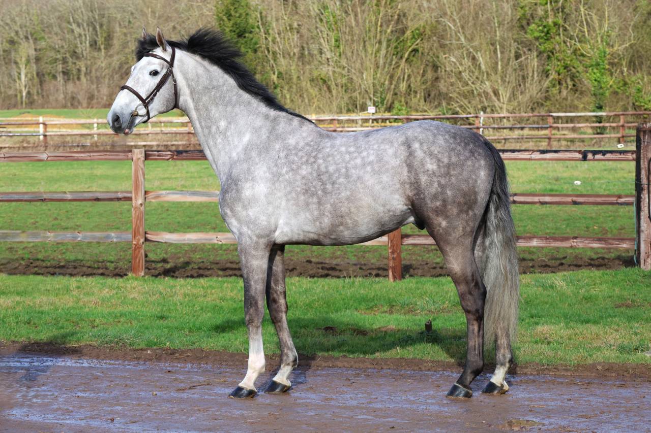 Caballo entero Zangersheide En venta 2021 Tordo por JAWBREAKER