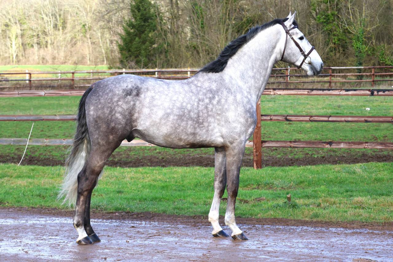 Caballo entero Zangersheide En venta 2021 Tordo por JAWBREAKER