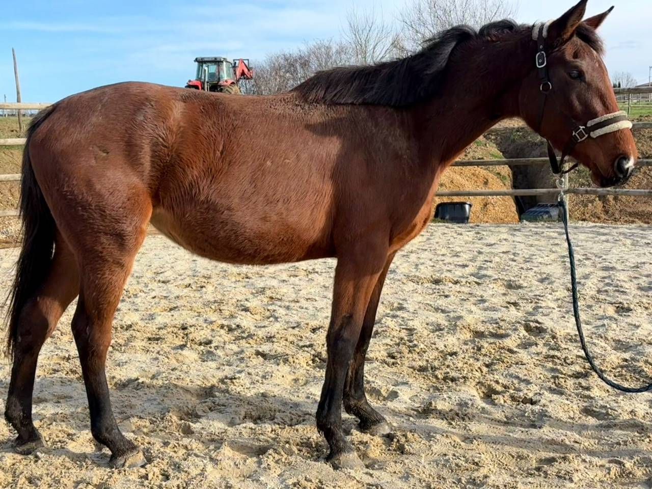 Yegua Silla Franc&eacute;s En venta 2023 Bayo