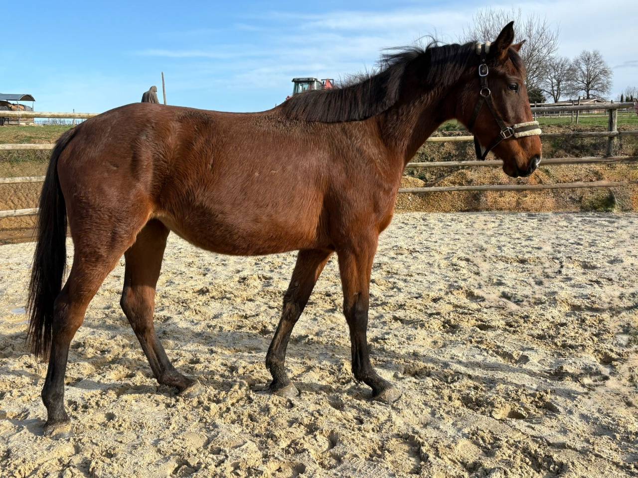 Yegua Silla Franc&eacute;s En venta 2023 Bayo