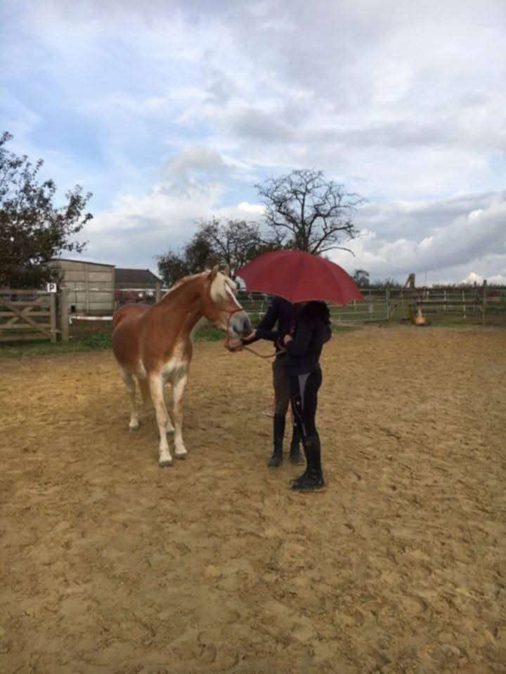 Yegua Haflinger En venta 2012 Alaz&aacute;n por liz Alcantara