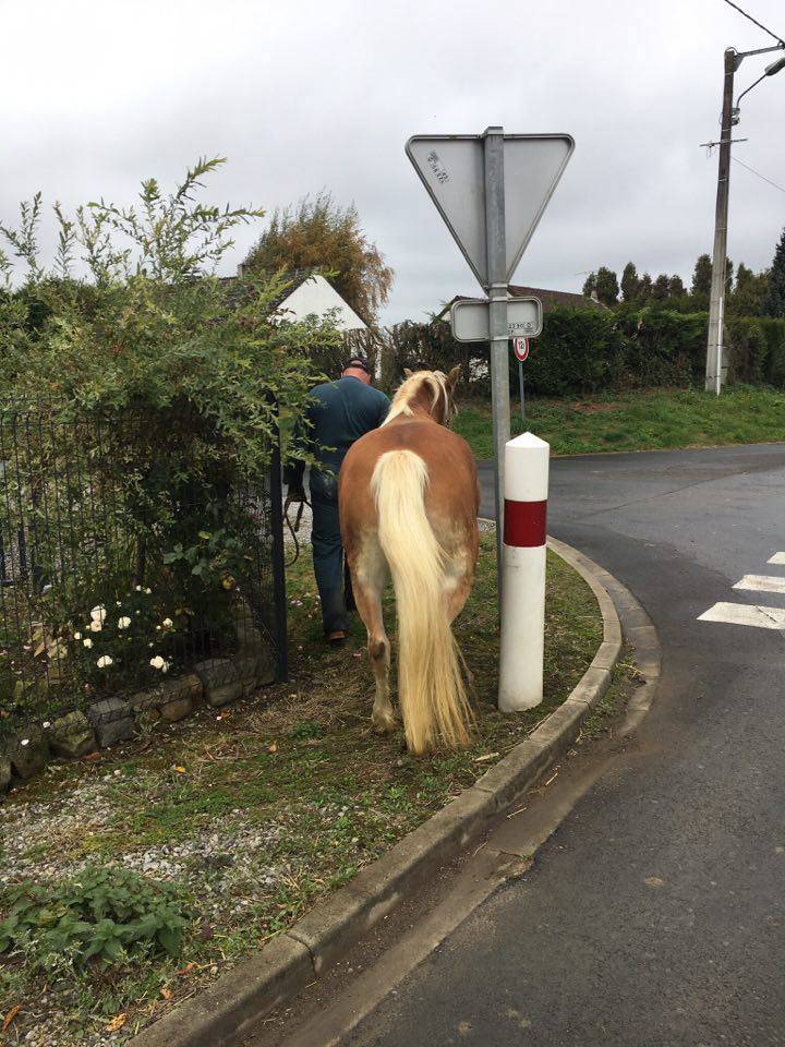 Yegua Haflinger En venta 2012 Alaz&aacute;n por liz Alcantara