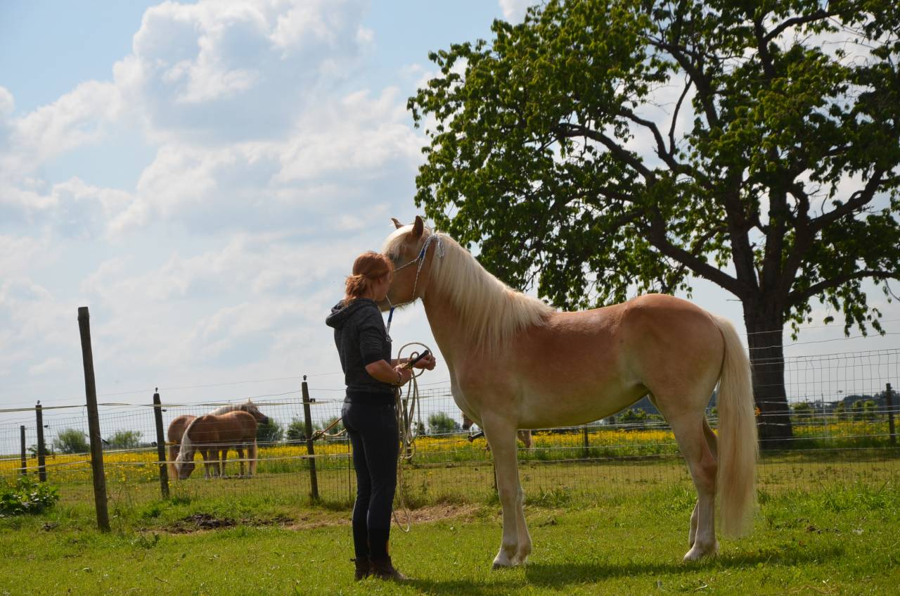 Yegua Haflinger En venta 2012 Alaz&aacute;n por liz Alcantara