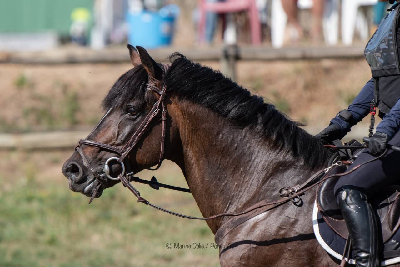 Secret d'Arquetan - PFS Poni Fran&ccedil;&eacute;s de Silla 2006 por GEDEON DES MAUVIS