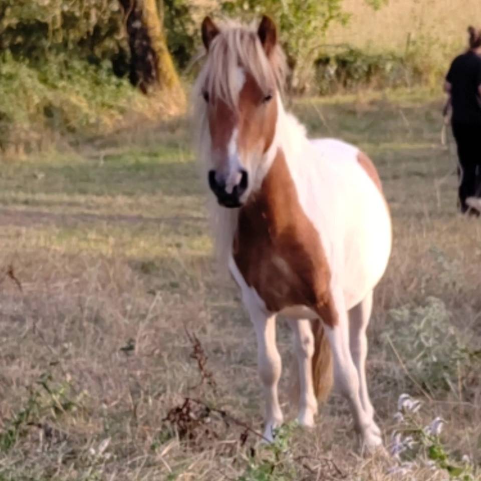 Caballo entero Origine Constat&eacute;e En venta 2023 P&iacute;o por SLOUP STARQUETAN