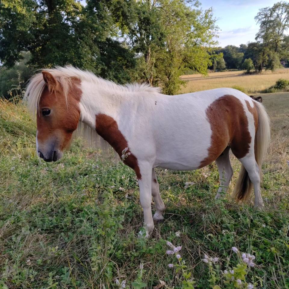Caballo entero Origine Constat&eacute;e En venta 2023 P&iacute;o por SLOUP STARQUETAN