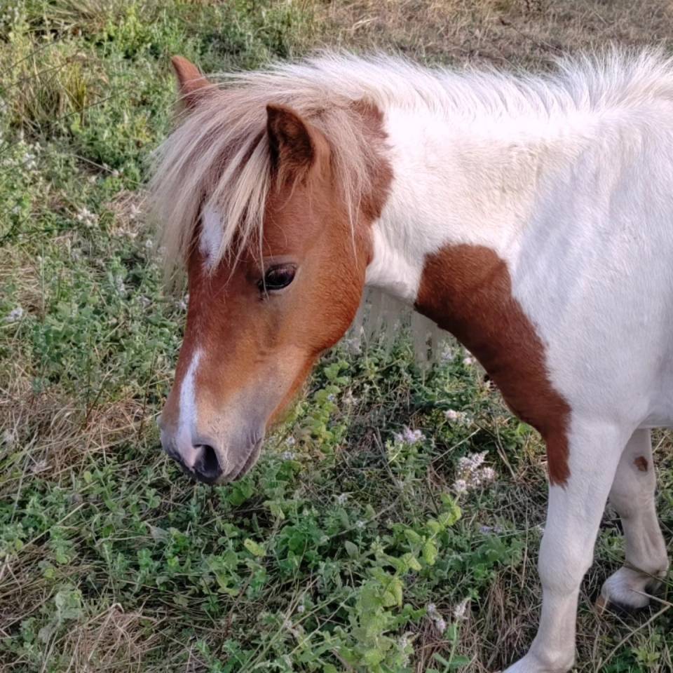 Caballo entero Origine Constat&eacute;e En venta 2023 P&iacute;o por SLOUP STARQUETAN