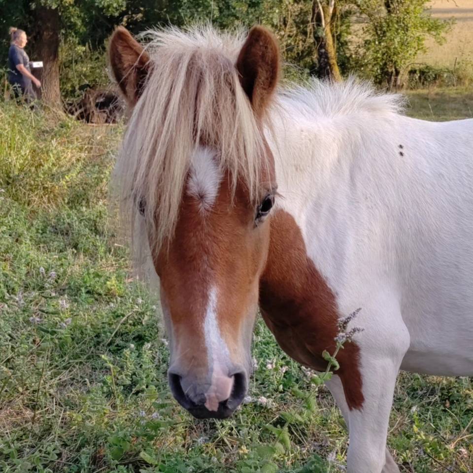 Caballo entero Origine Constat&eacute;e En venta 2023 P&iacute;o por SLOUP STARQUETAN