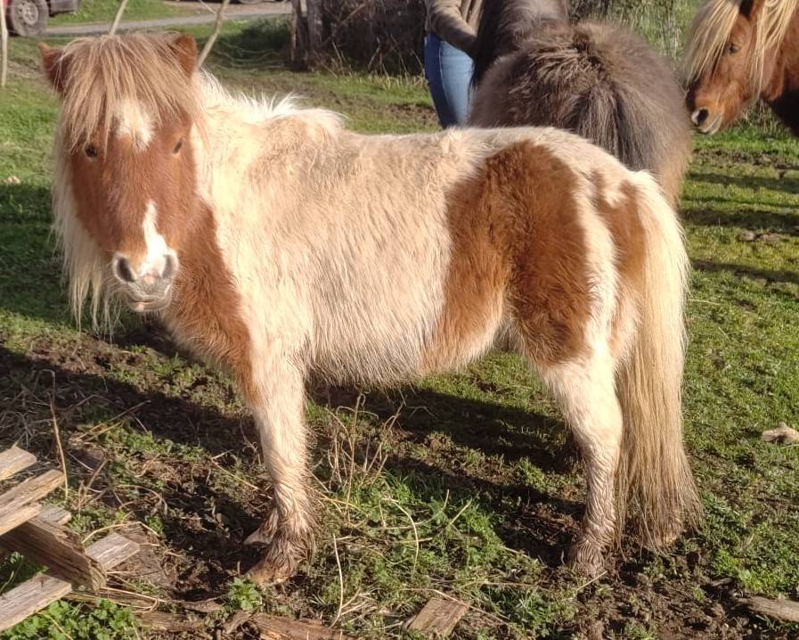 Caballo entero Origine Constat&eacute;e En venta 2023 P&iacute;o por SLOUP STARQUETAN
