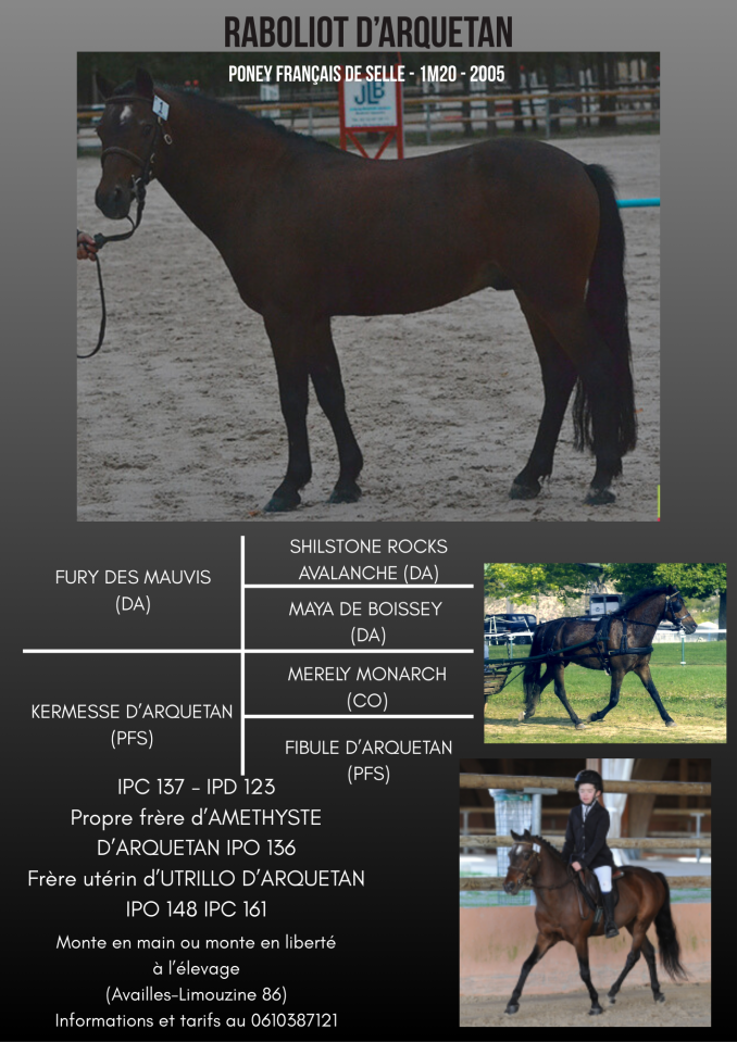 Raboliot d'Arquetan - PFS Poni Fran&ccedil;&eacute;s de Silla 2005 por FURY DES MAUVIS