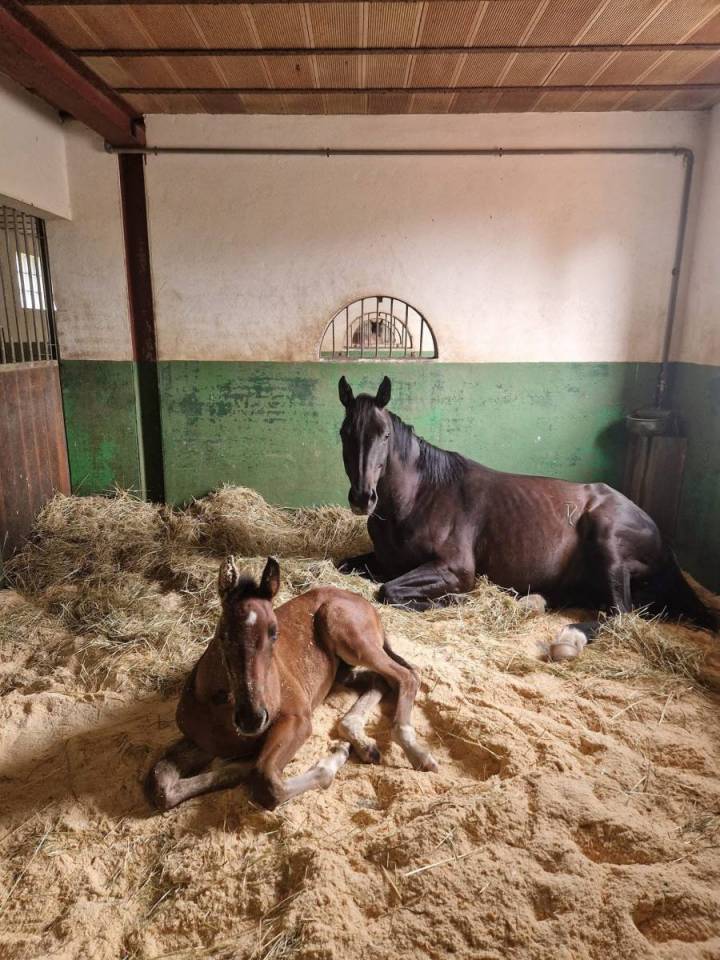 Acaballadero En venta Saona y Loira