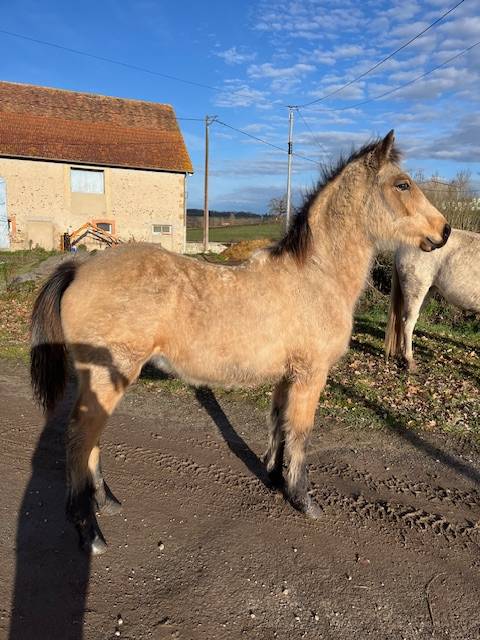 Caballo castrado Connemara En venta 2025 Isabelo por FORTUNA DE L'OUBLAN