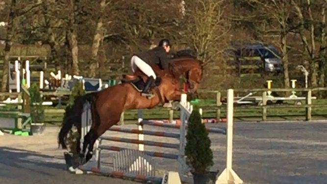 Yegua Silla Franc&eacute;s En venta 2014 Bayo por CON AIR