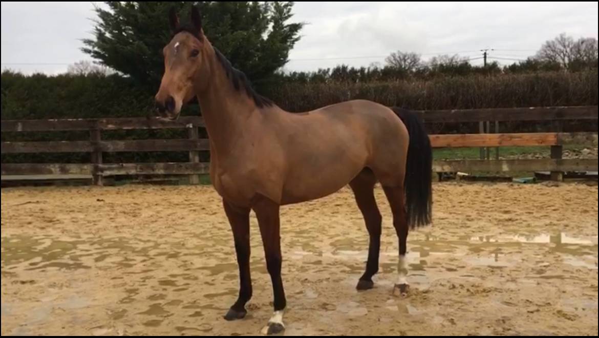 Yegua Silla Franc&eacute;s En venta 2014 Bayo por CON AIR