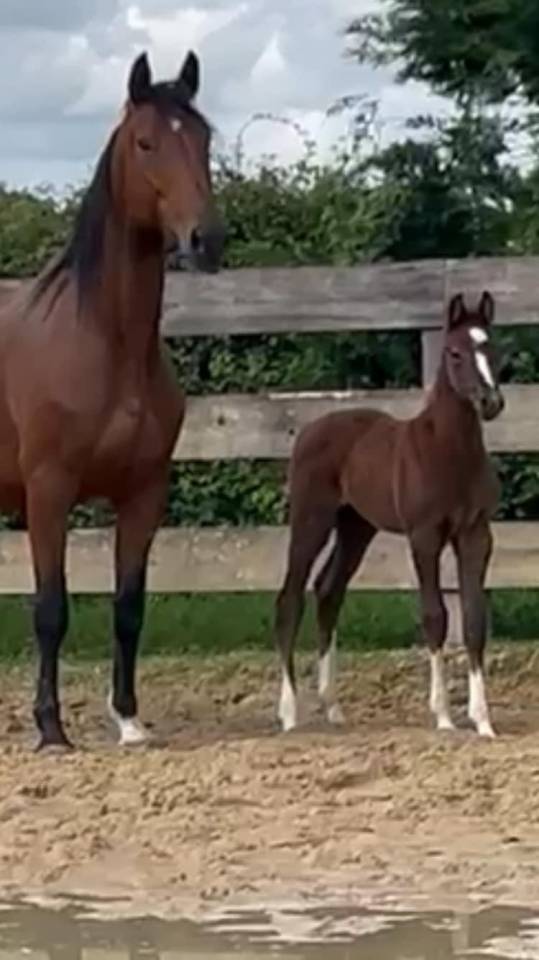 Yegua Silla Franc&eacute;s En venta 2014 Bayo por CON AIR