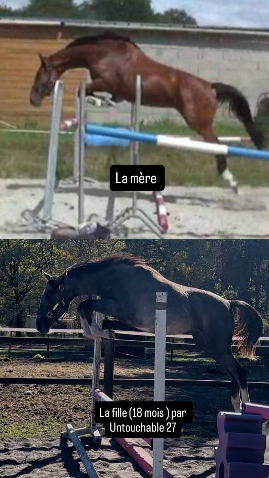 Yegua Silla Franc&eacute;s En venta 2014 Bayo por CON AIR